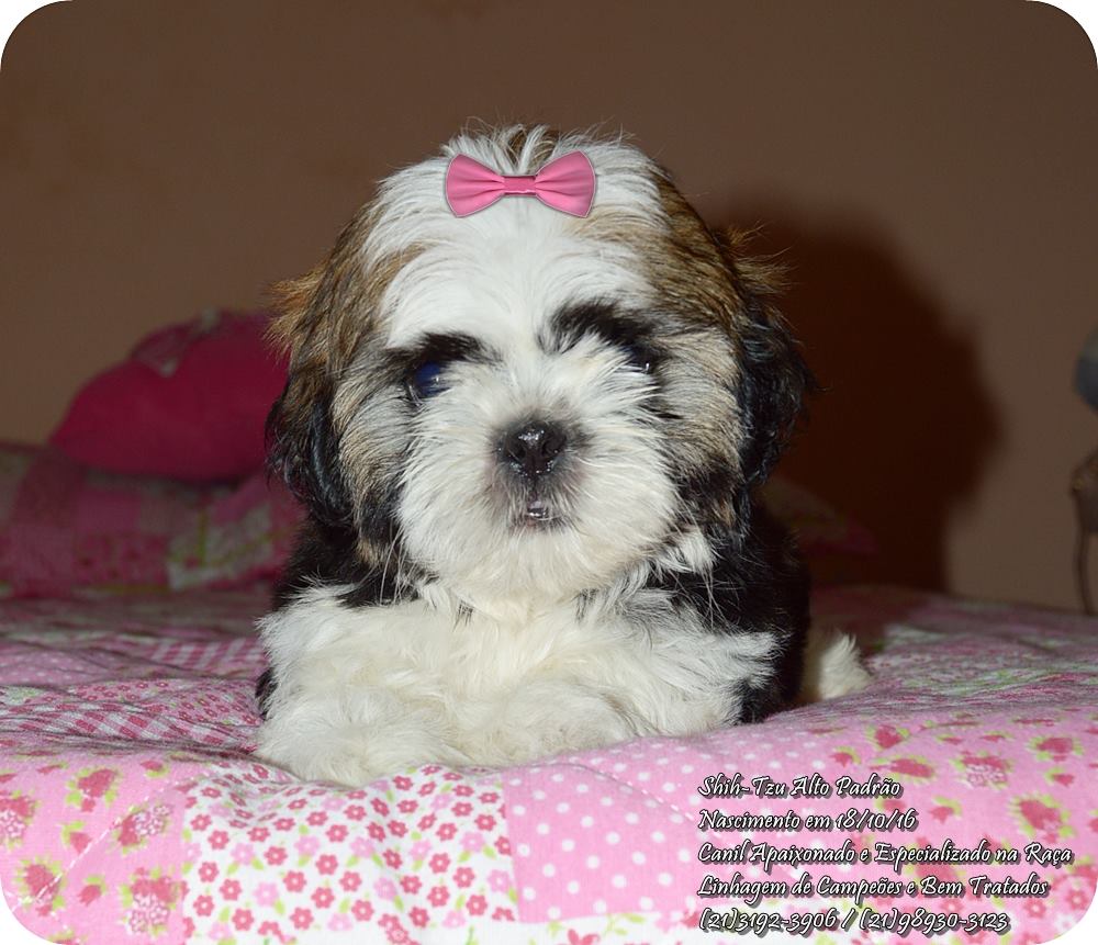 shih tzu filhote preço